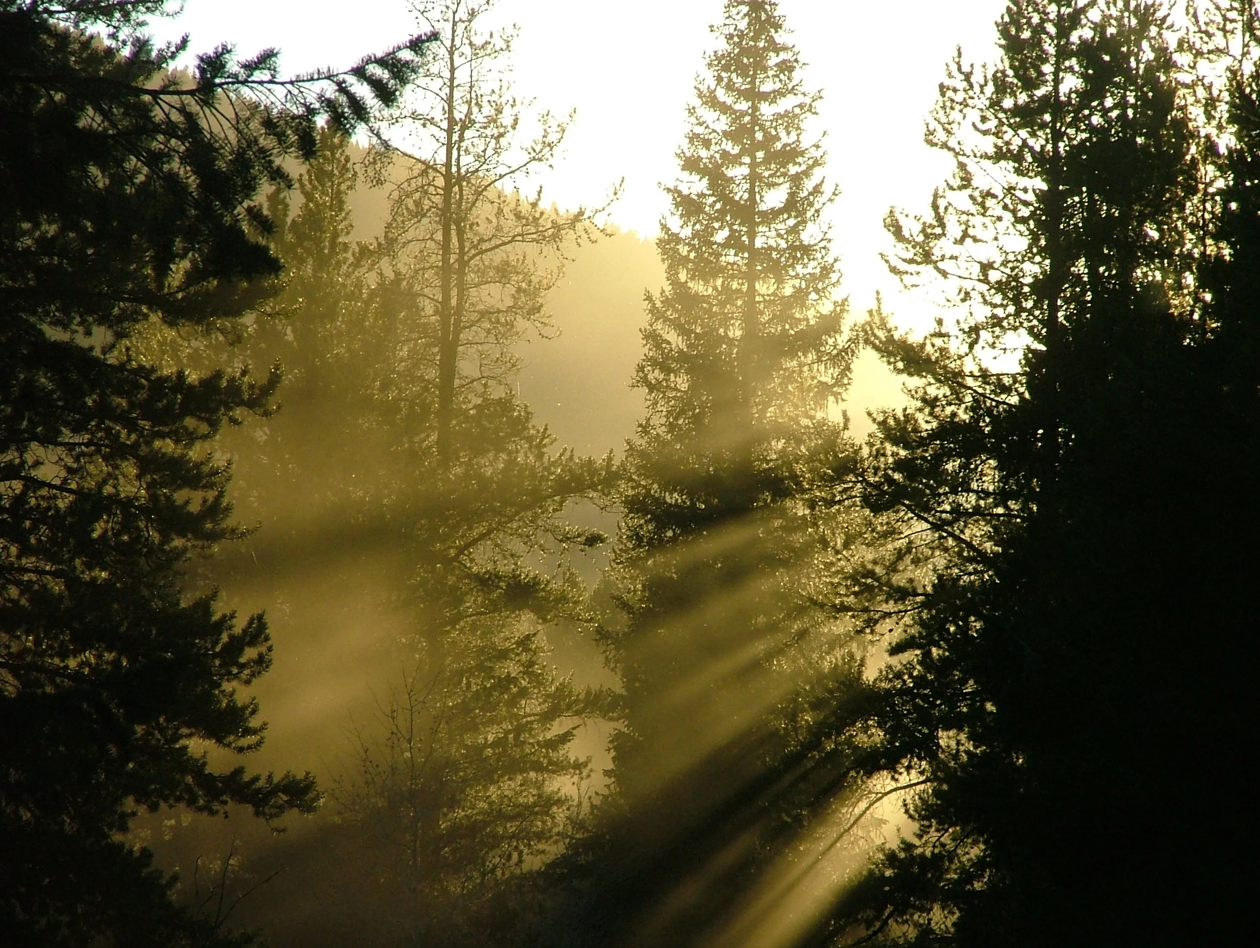 Forest Rays (Amy Jerup photo)