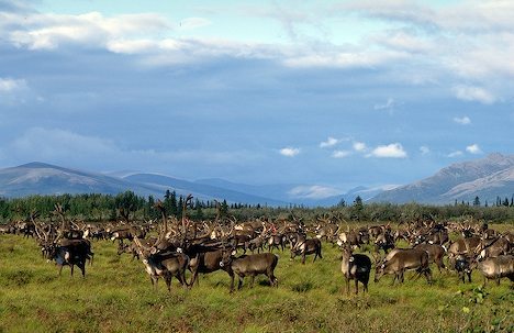 Arctic National Wildlife Refuge: Rethinking Ecological Crisis
