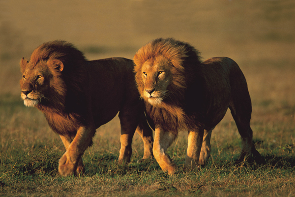 Serengeti: Encountering an Ancient World of Life