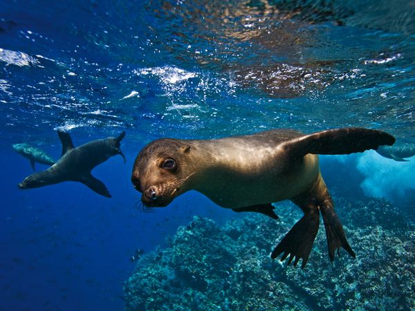 Galapagos Islands: Discovering the Beginnings