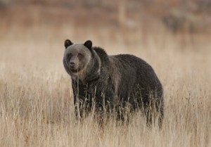 Grizzly, Hayden Valley (NPS photo)