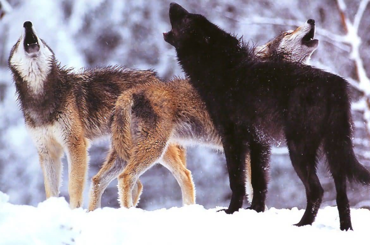Druid pack rendezvous (NPS photo)