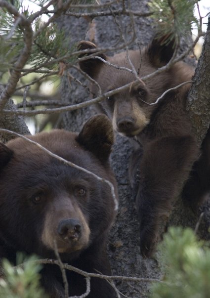 Black bears relocated by Dr. Leon (Mark Gocke, WGFD photo)