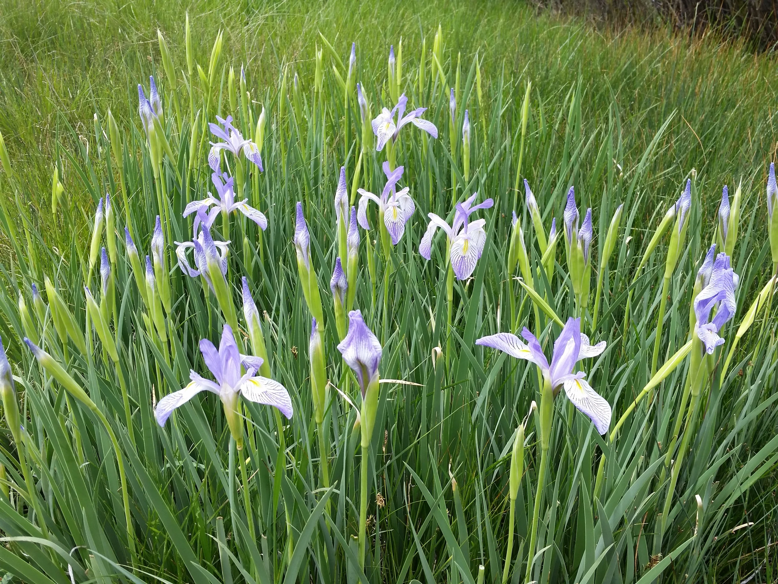 20150606_134935.jpg