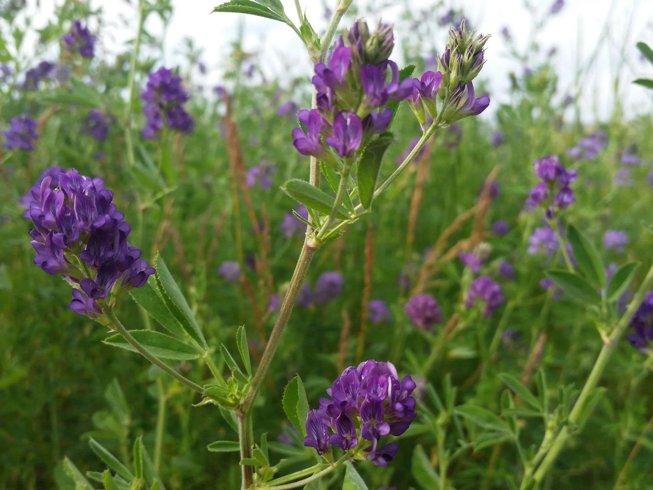 20150629_171849.jpg