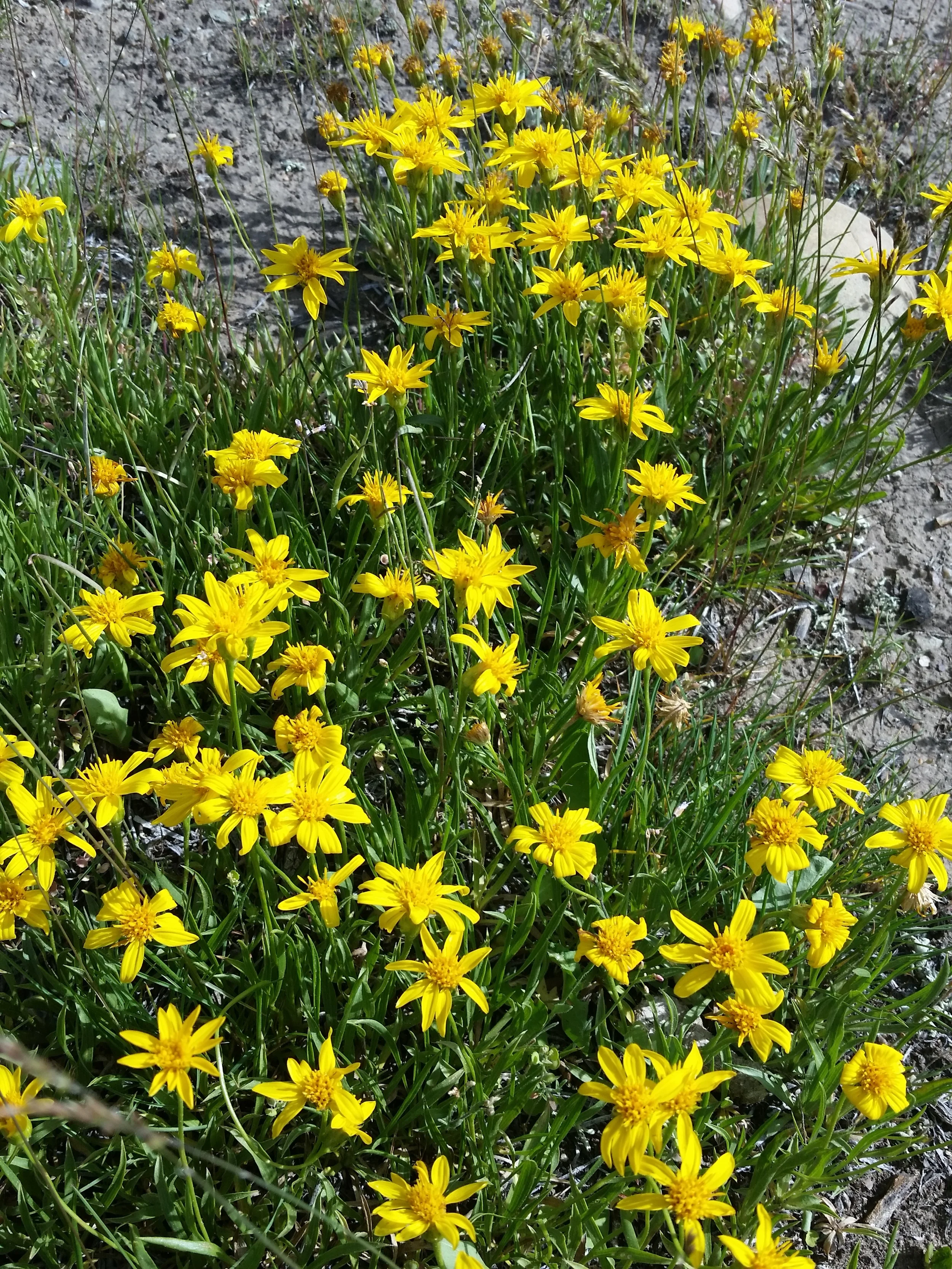 20150616_171153 copy.jpg