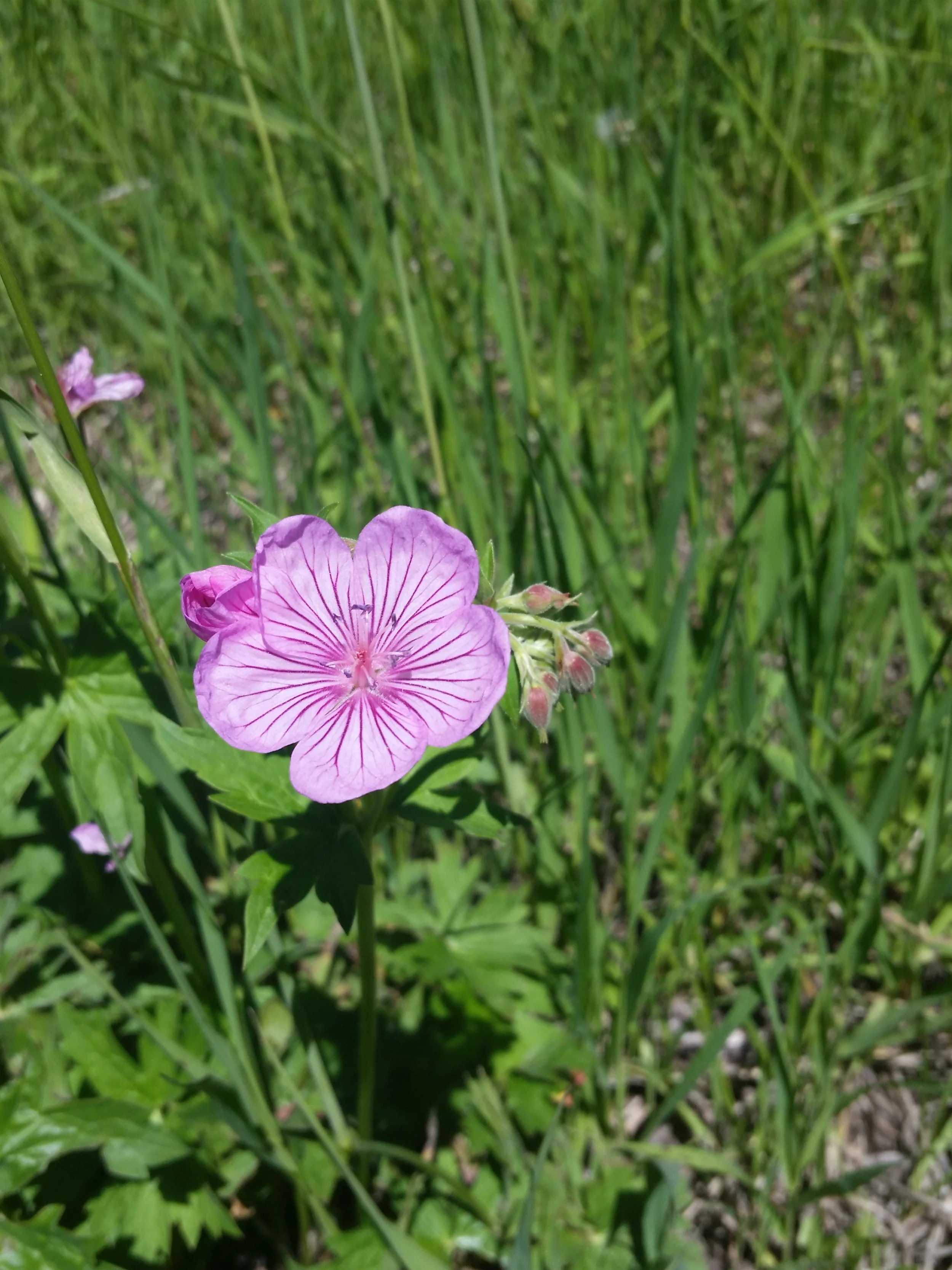 20150613_115458.jpg