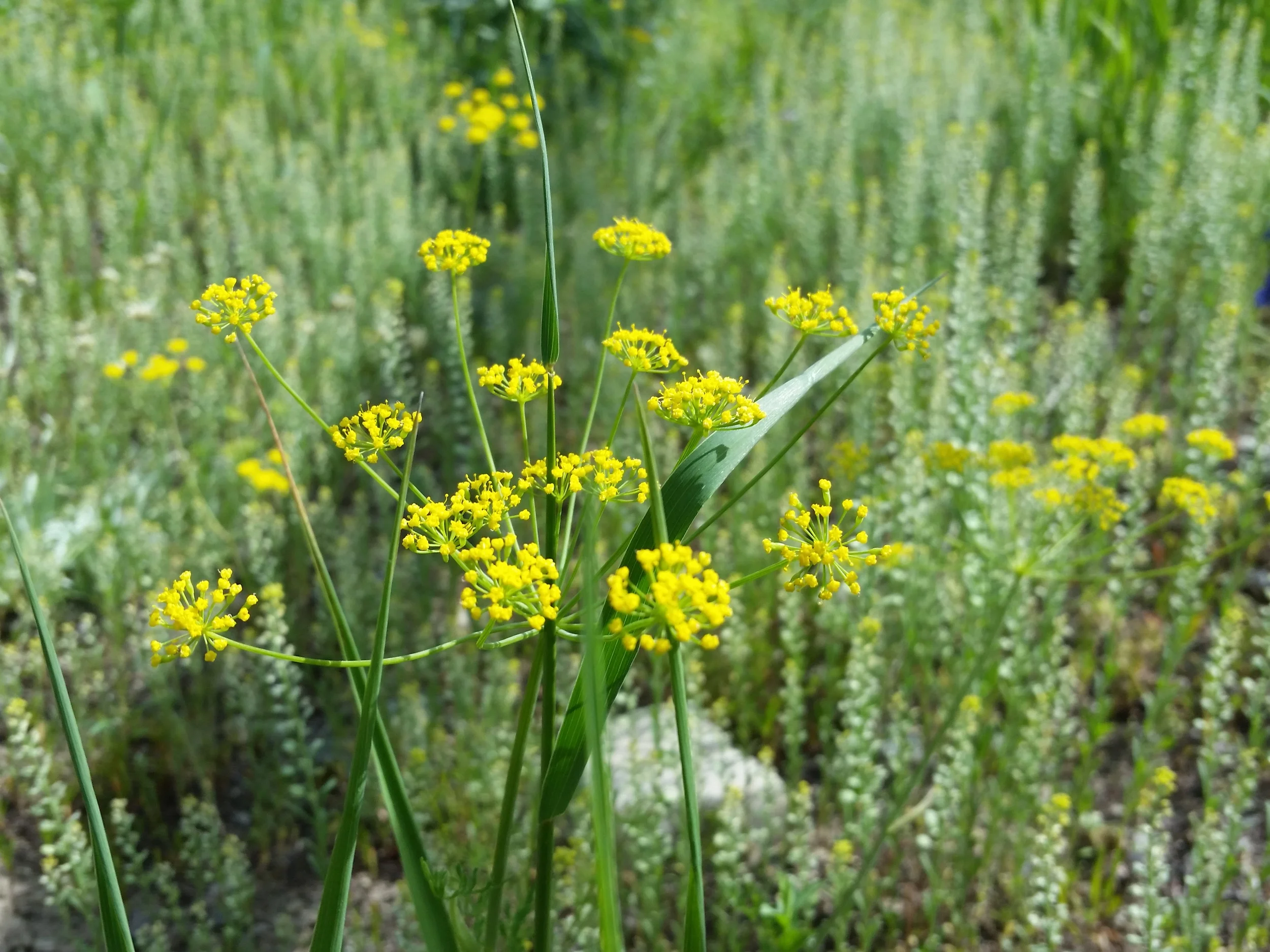 20150615_095436.jpg