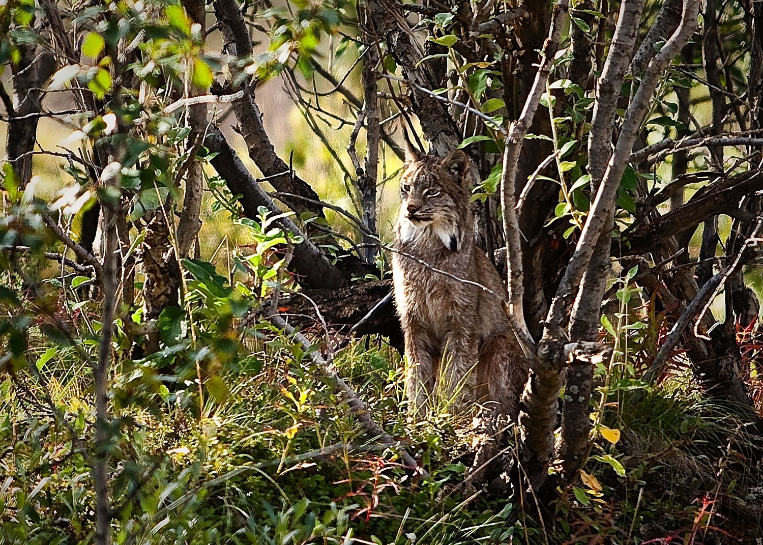 Lynx, Wrangell-St. Elias (NPS photo)