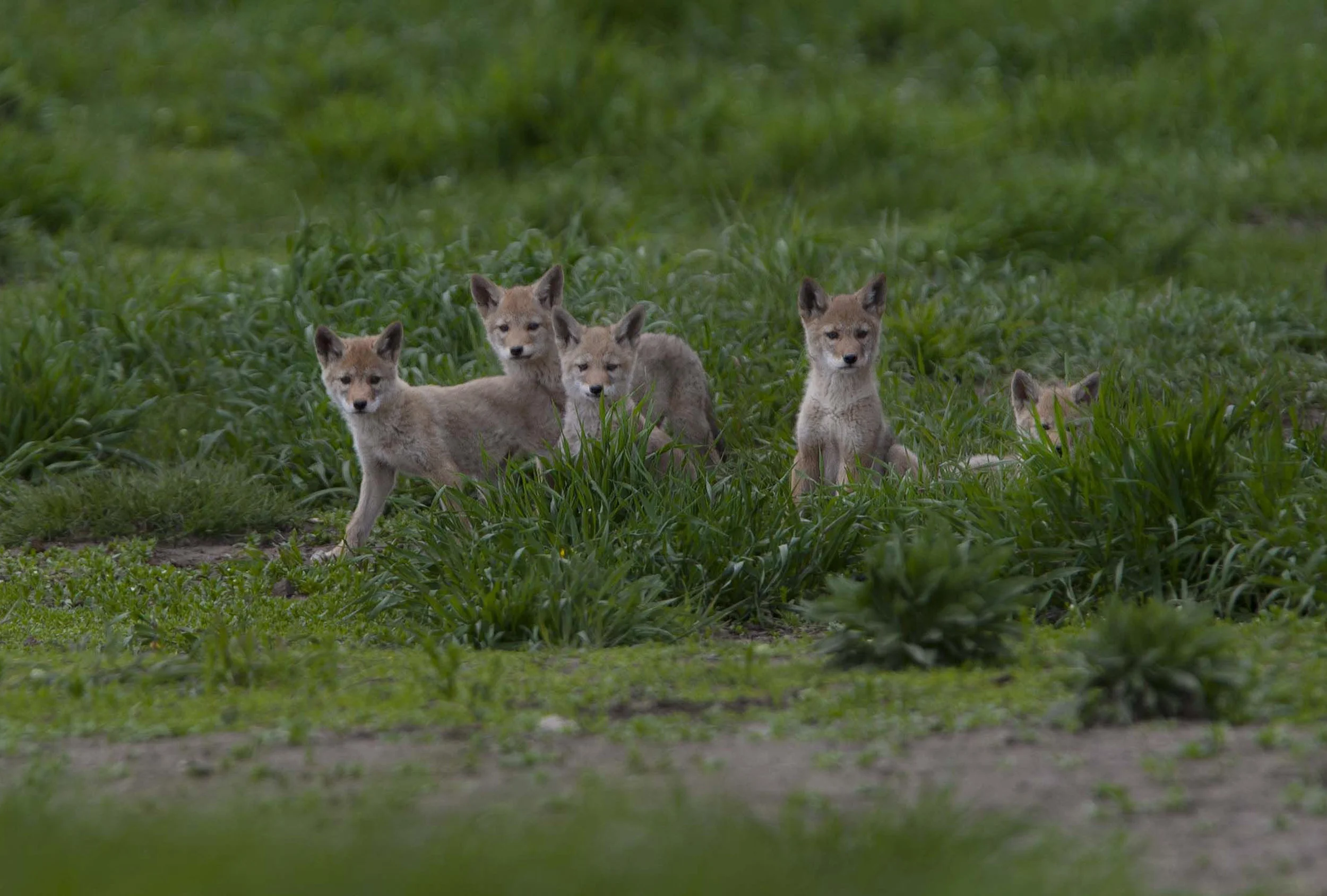 Coyote pups, Grand Teton National Park