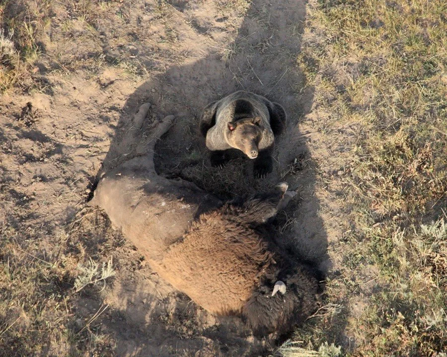 Grizzly on bison carcass, Yellowstone