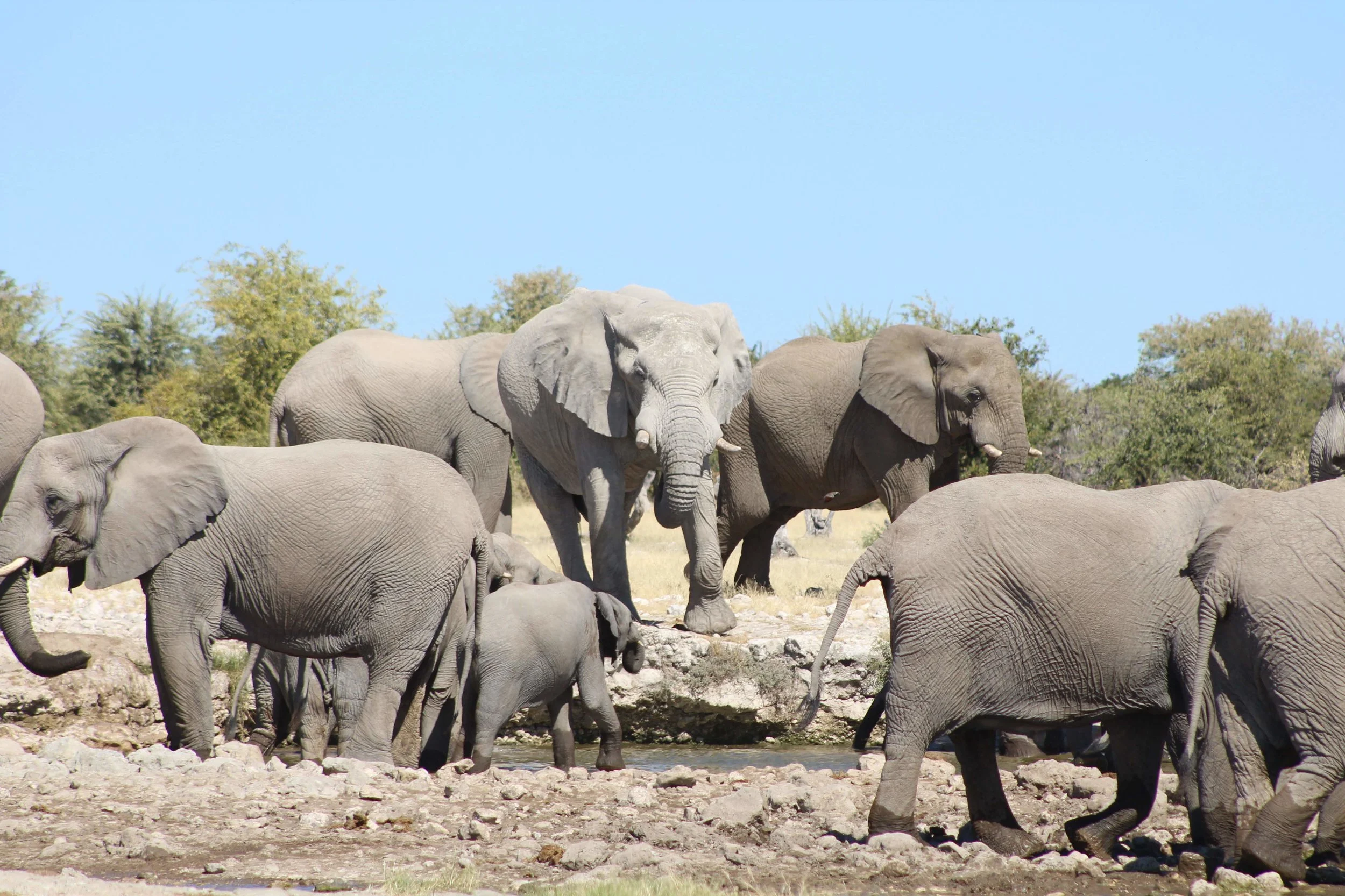 Elephants at the watering hole, Etosha, Namibia. photo by Xavier student, David Constantine.