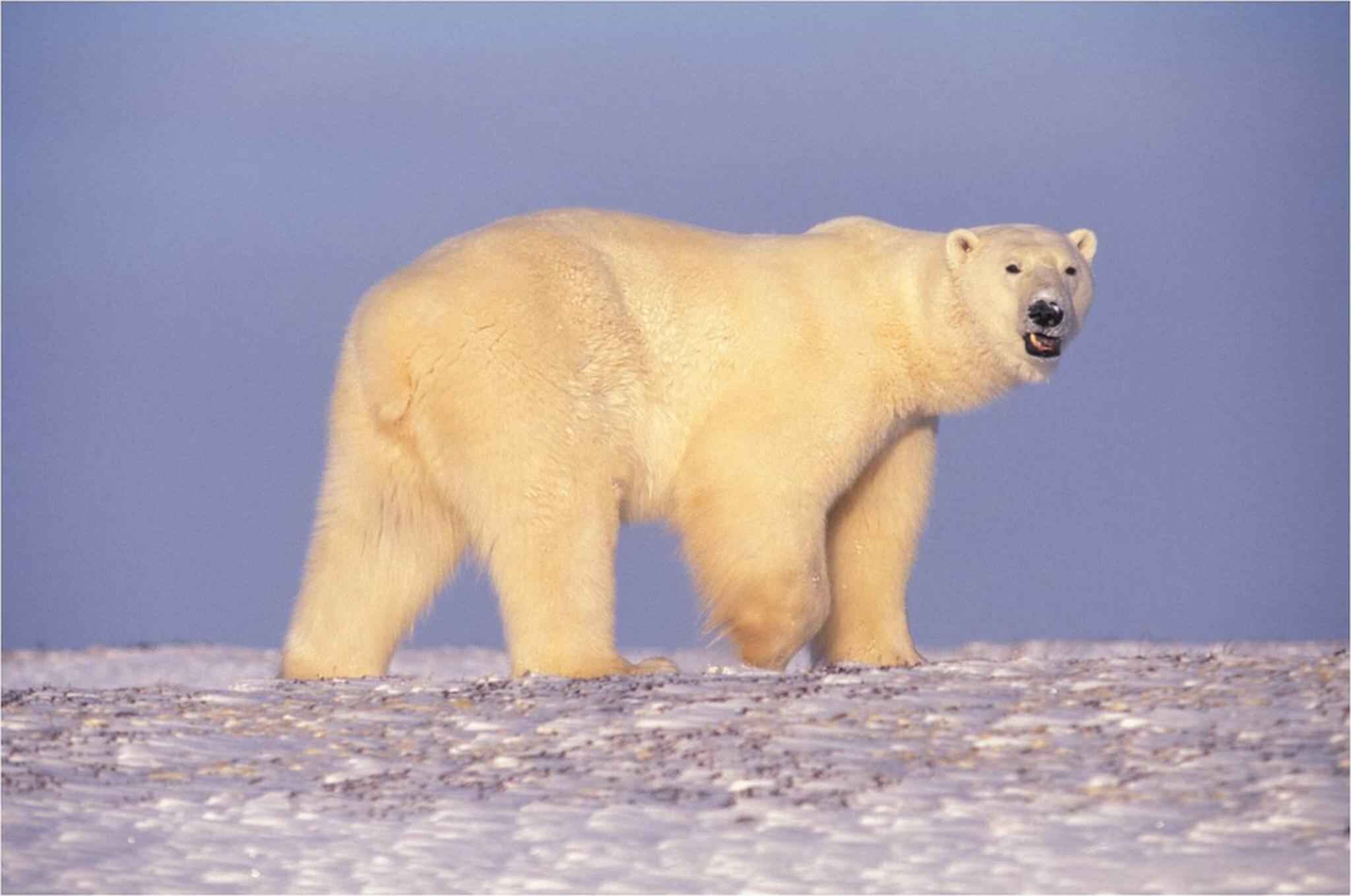 Polar_bear_in_Arctic_Alaska.jpg