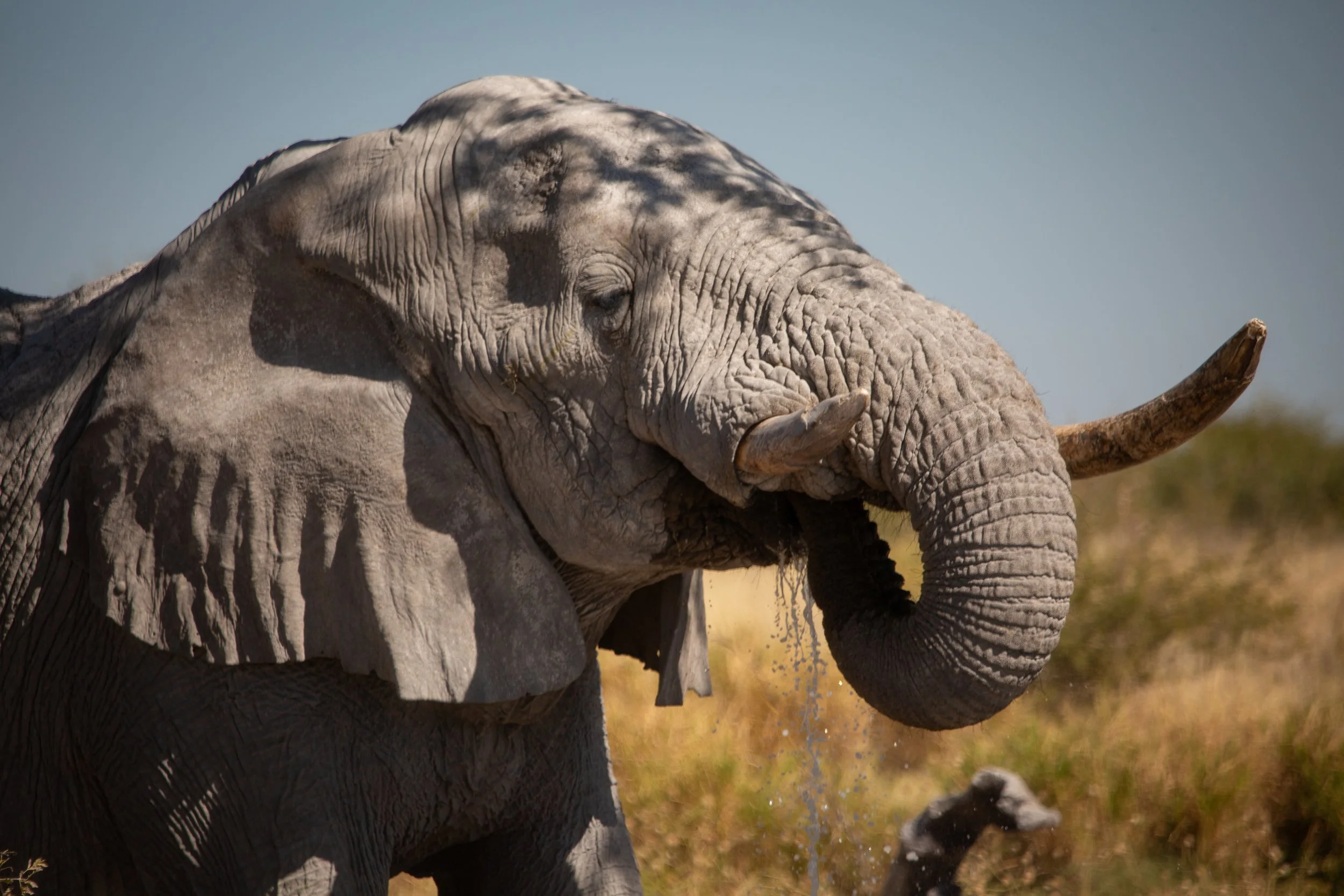 NAMIBIA: Endangered Species and the Kalahari People (Expedition #78)