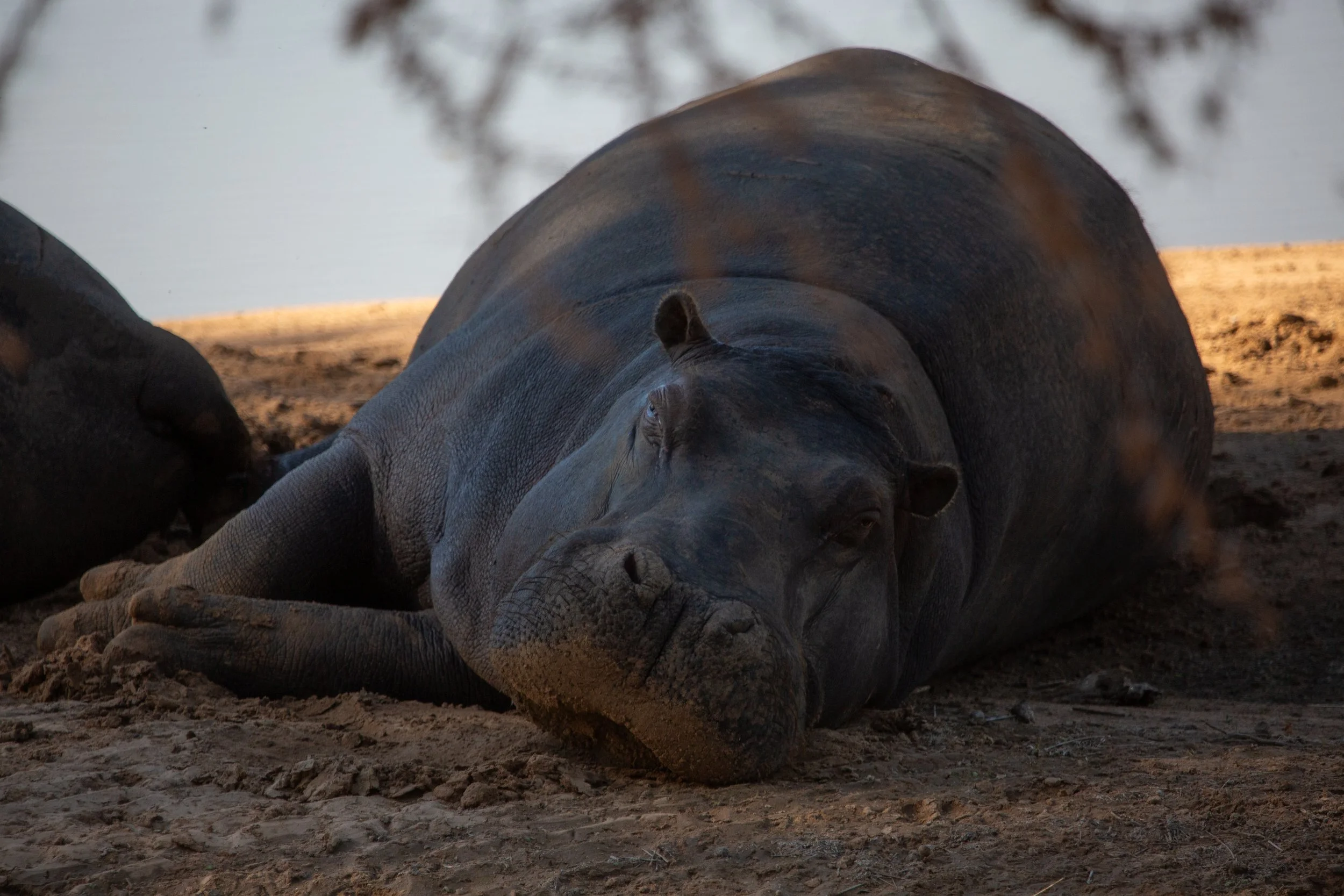 BOTSWANA: Endangered Species and the Okavango Delta People (Expedition #79)