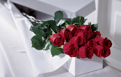Romantic Red Valentine Roses