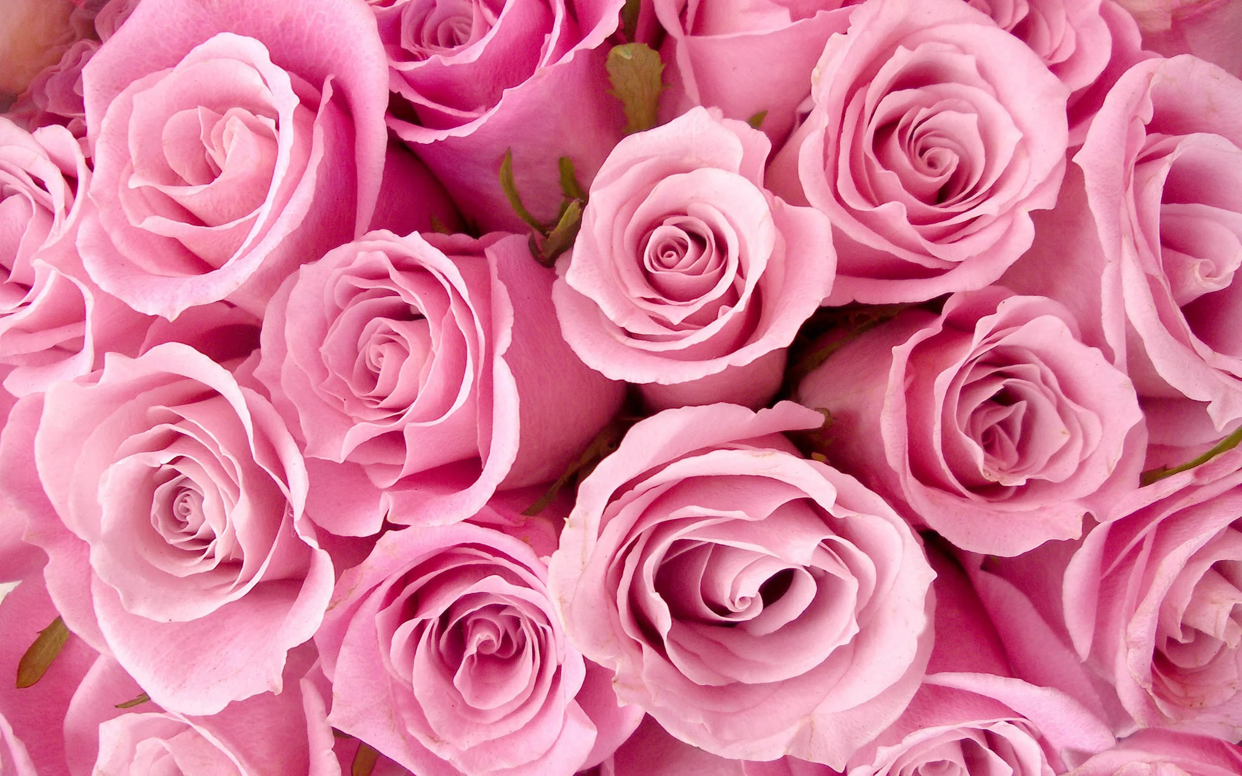 Light Pink Valentine's Roses