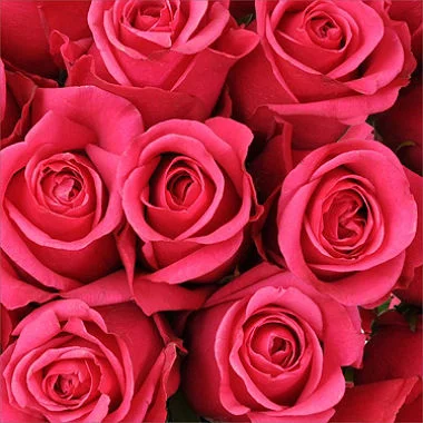 Hot Pink Valentine Roses