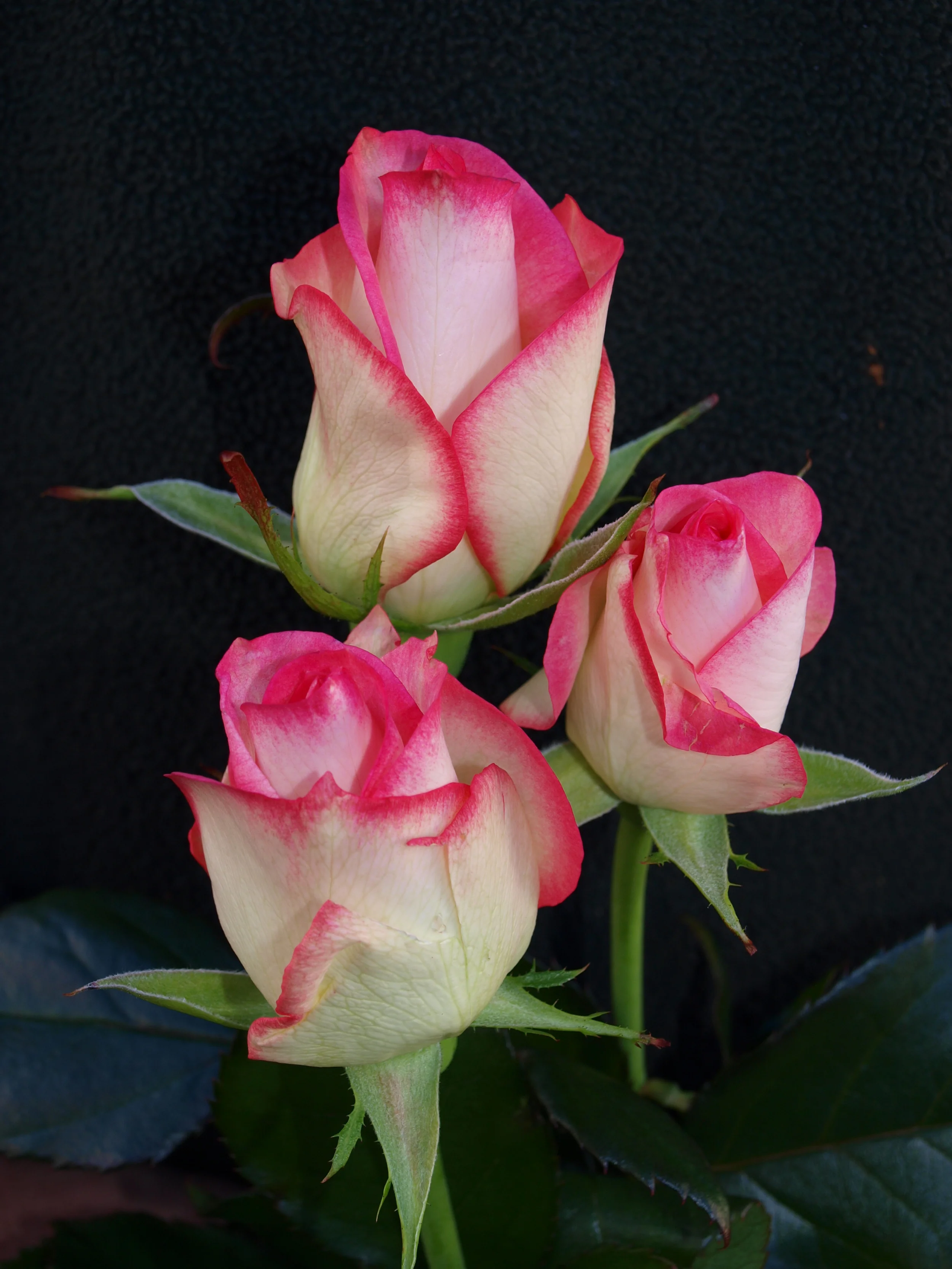 White with Pink Tips Valentine's Roses