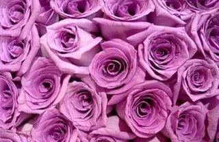 Lavender Valentine Roses