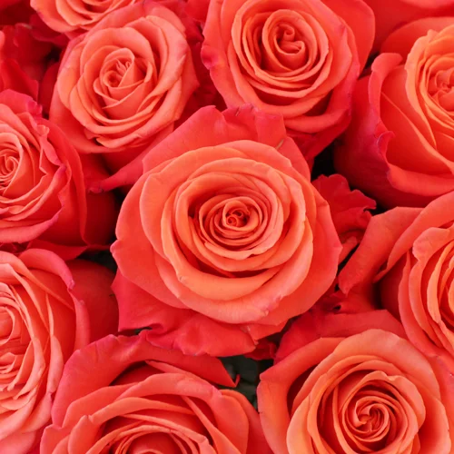 Coral Valentine's Roses