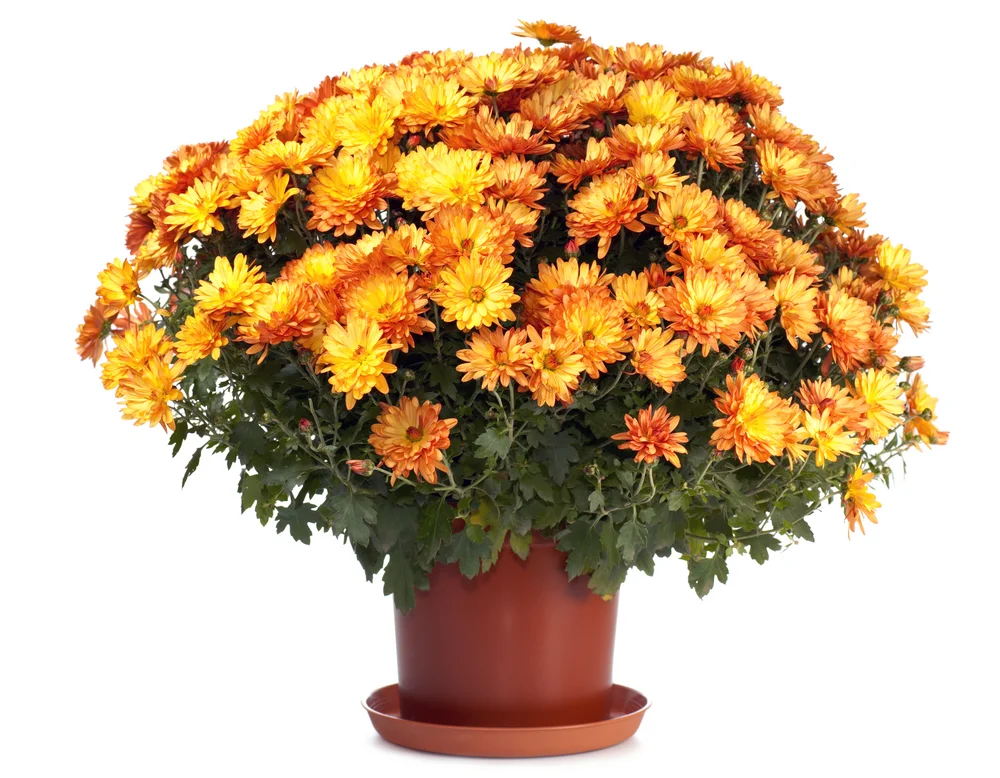 shutterstock_21101656.jpg