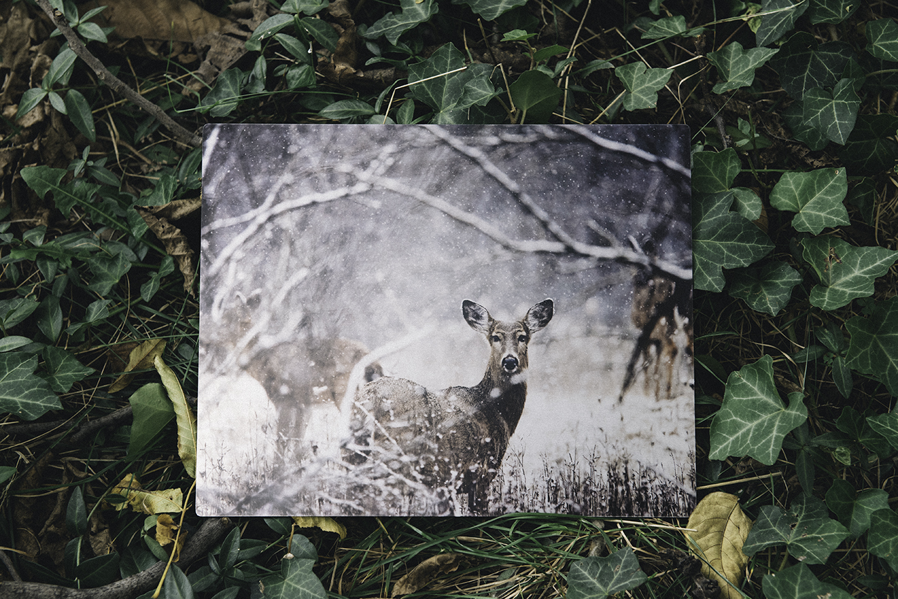 blackbranches_deerprint_03.jpg