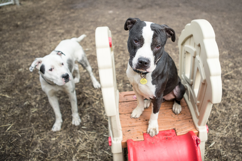 Dogs on play yard: Dogs Playing for Life - Group dog play groups of City Dogs Adoptables (photo by Greg Murray )