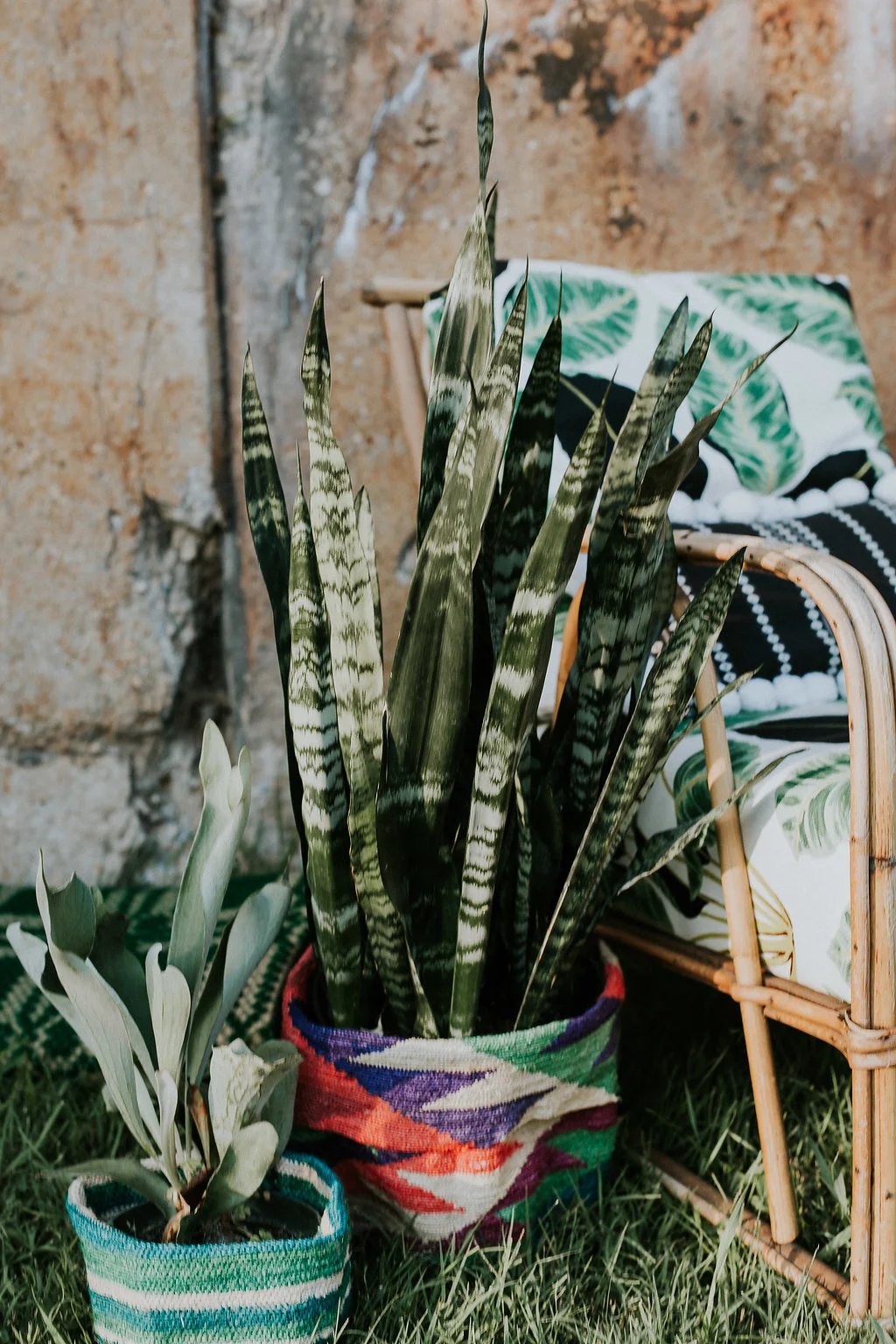 Woven Baskets + a reupholstered chair via Beving + Dall. Plants by Lakewood Plant Co. Photo by Jarendash Photography