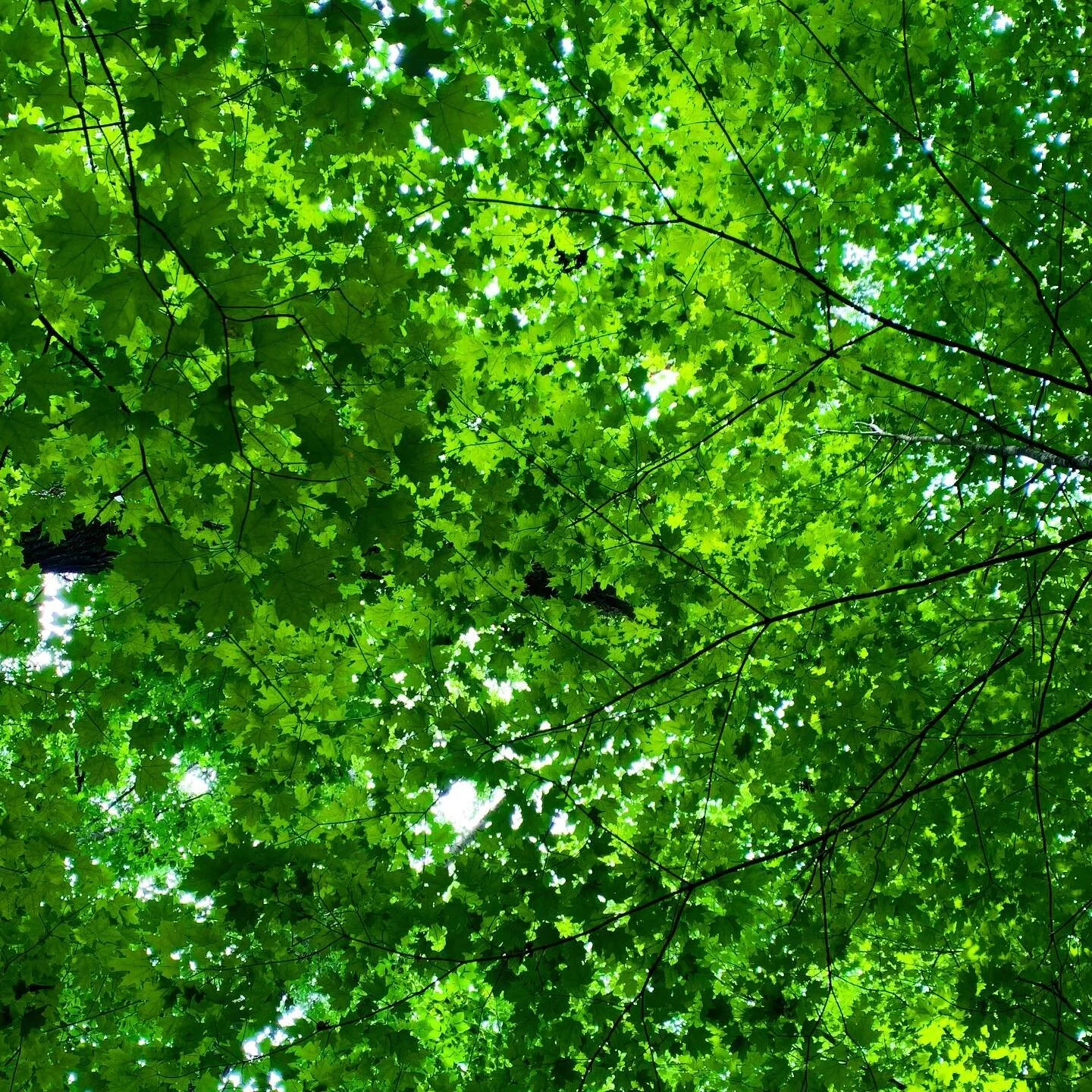 trees are absolutely incredible

go outside, get vaccinated, wear a mask

we are in this together (that includes the trees)