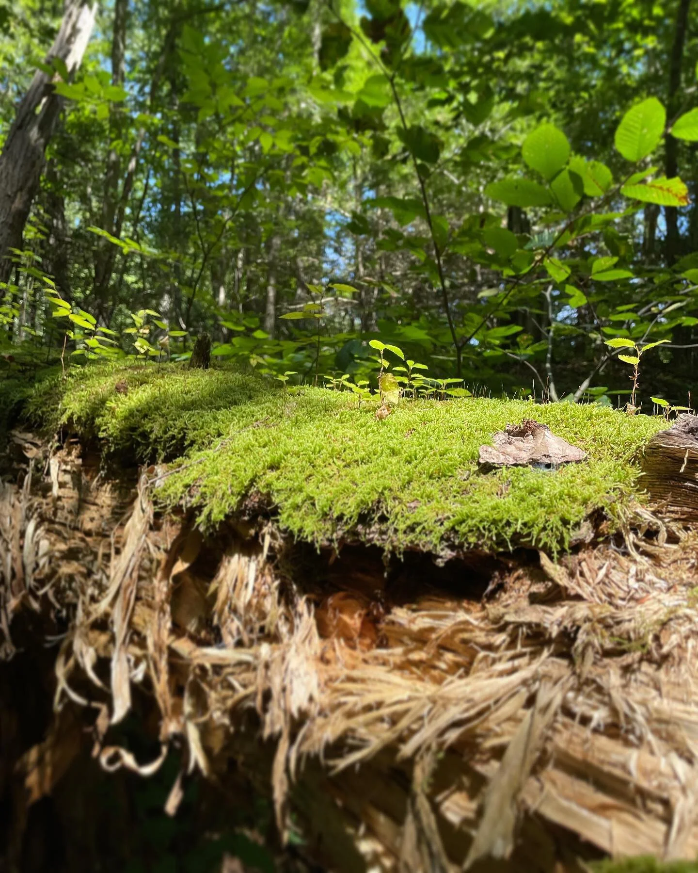 went on a solo hike through an old growth forest today.

being surrounded by the mycelium networks and trees older than I can imagine, it brought a calm to me that I haven&rsquo;t felt in several years.

take a deep breath, listen to the birdsong, an