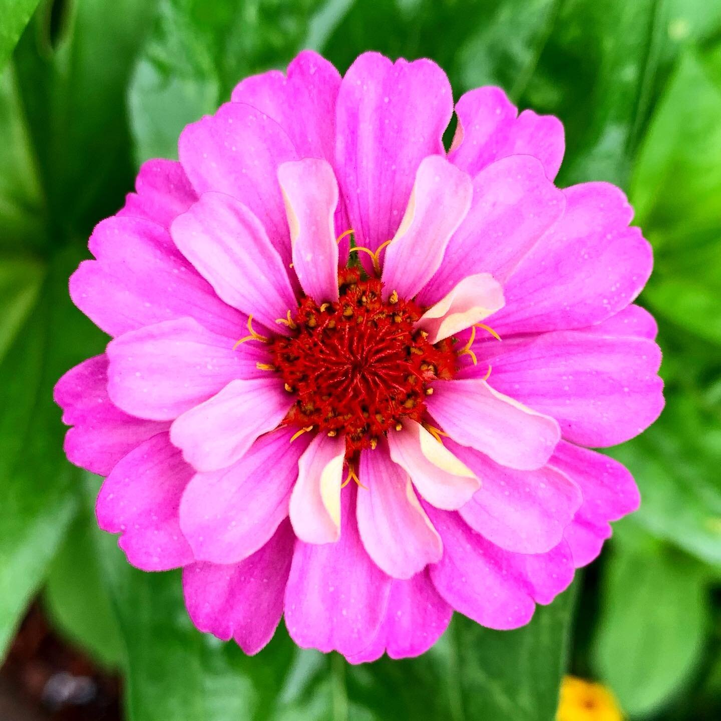 each morning I make a point to look at flowers.

a daily check in for new blooms and to see how the morning sunlight brings them to life.

this morning, this zinnia was completely showing off. 

take a moment today, even if just for second, and look 