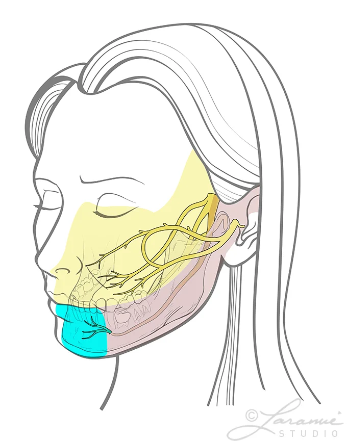 Mental Nerve