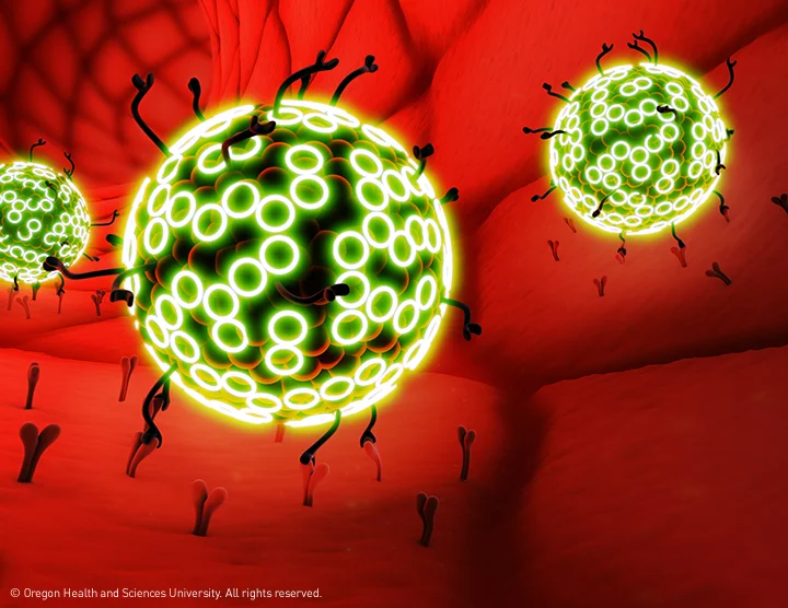 Gene Conjugated Microbubbles