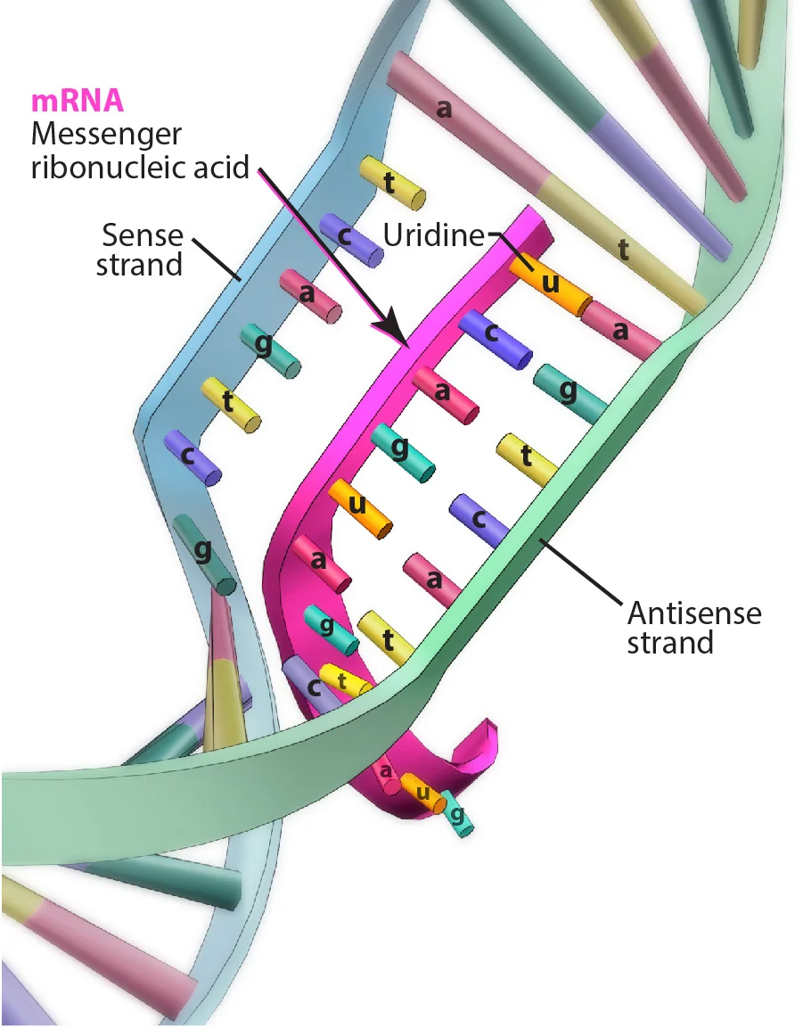 Fig1-5_gene_components-01.jpg