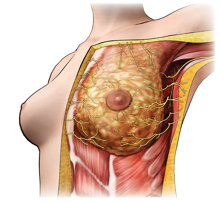 Cutaneous Innervation of the Breast