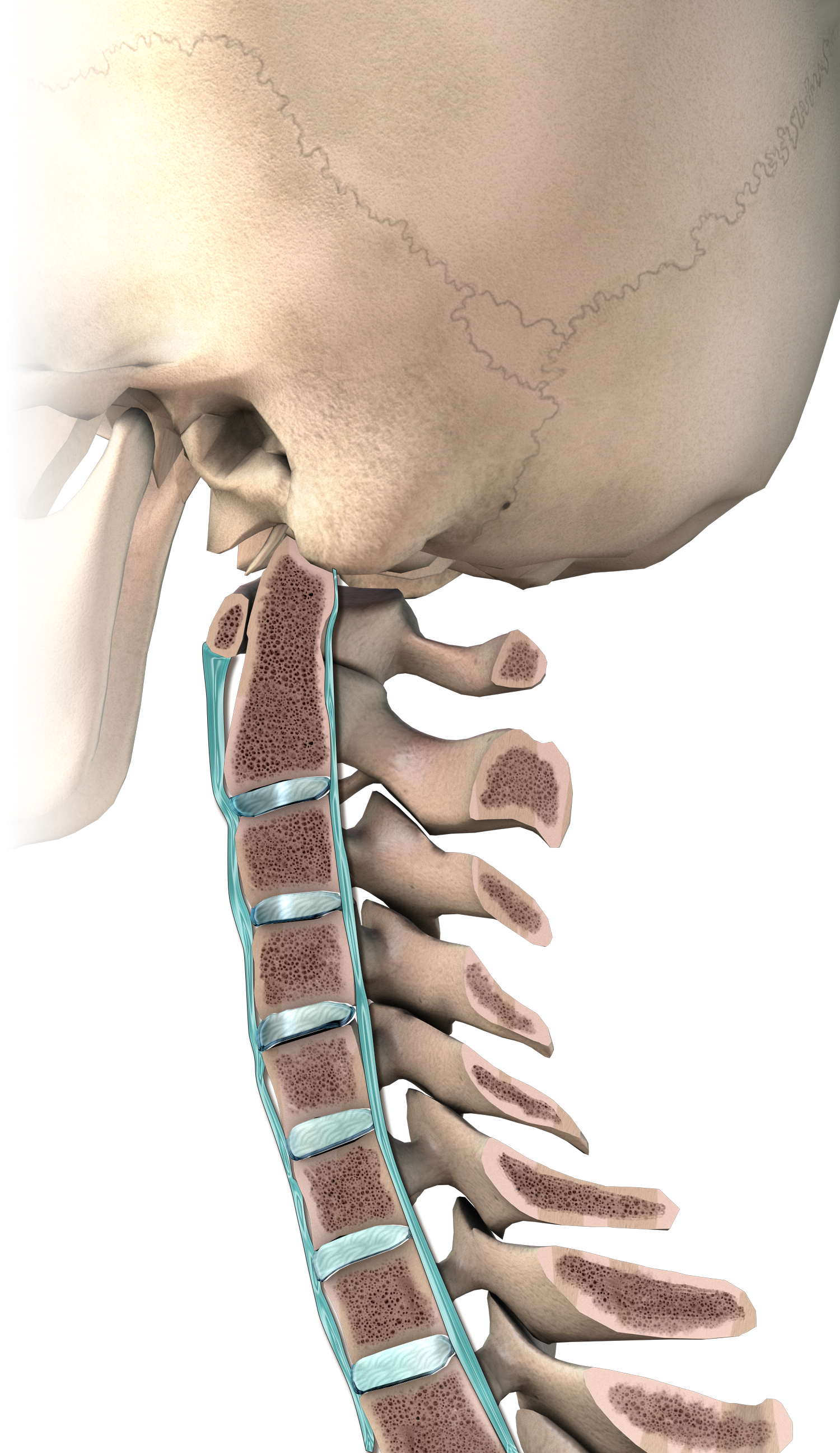 PLL_Sagittal.png