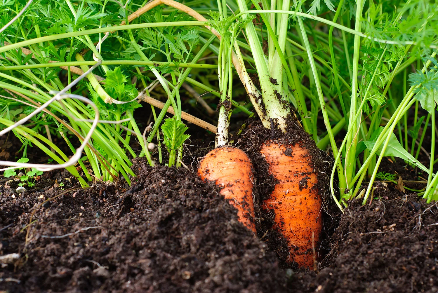 imi-photo-carrots.jpg