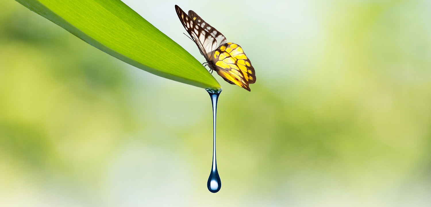 imi-photo-water-drop-butterfly.jpg