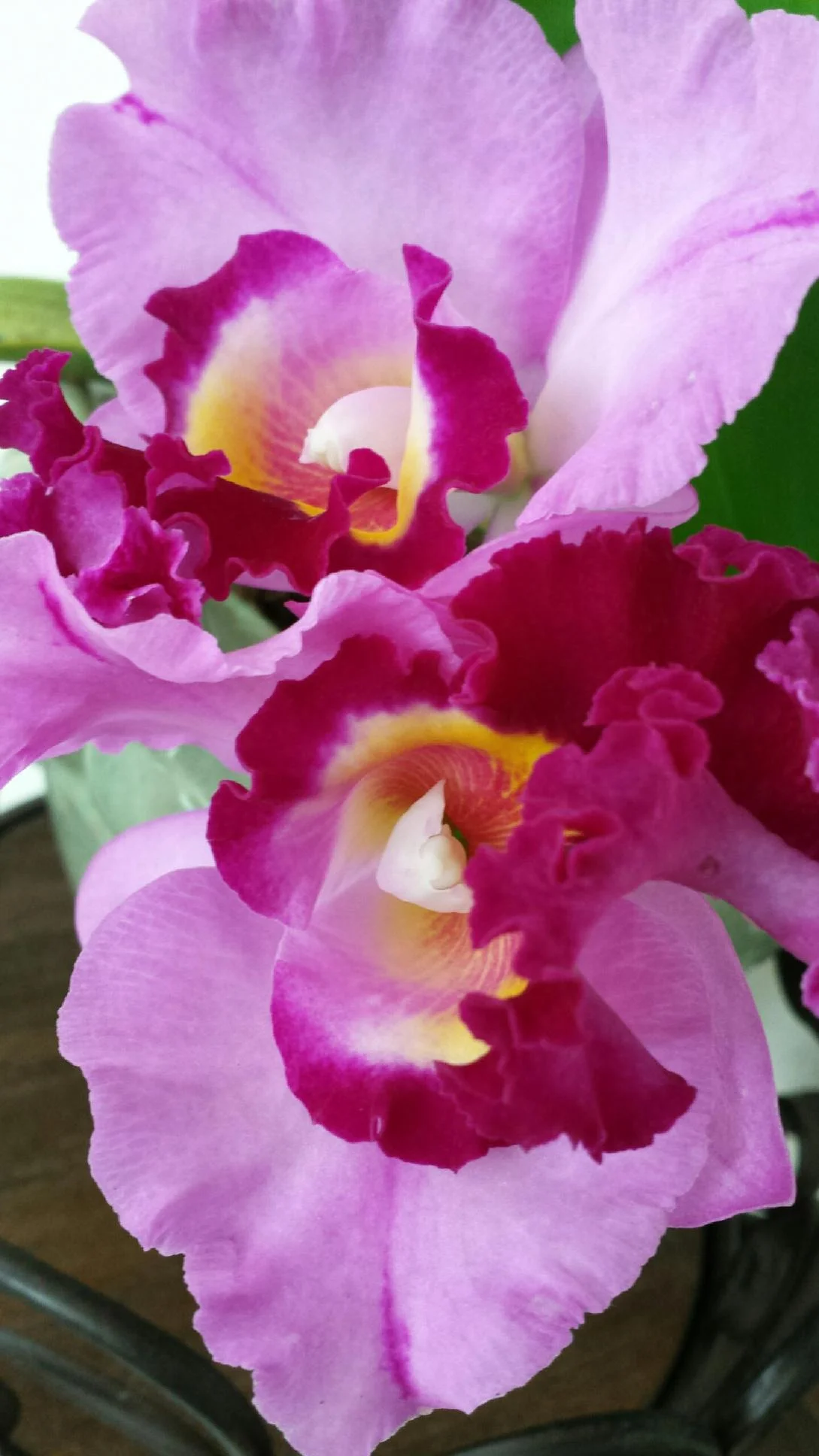 The fragrance of you