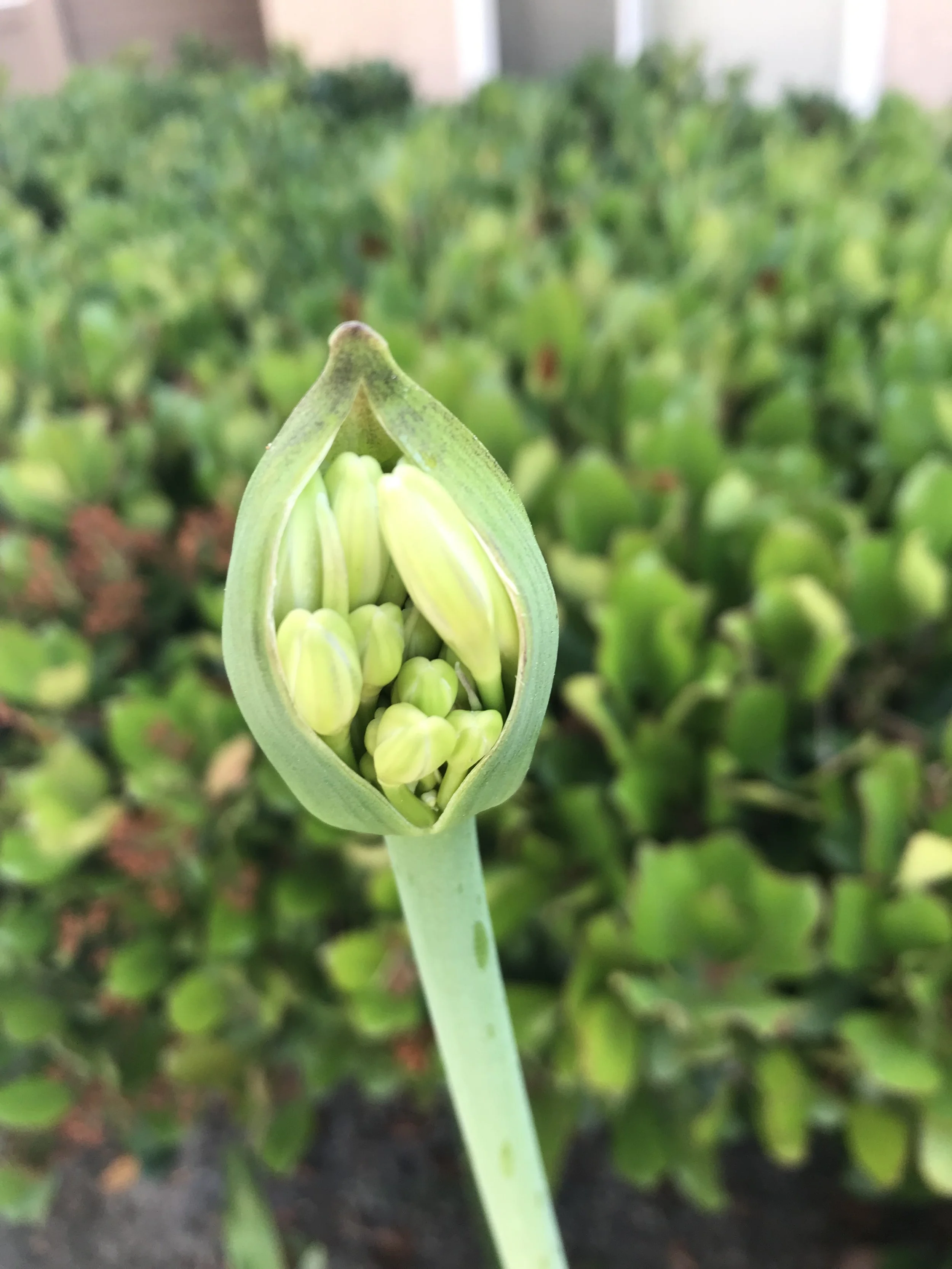 Have Your Full Effect