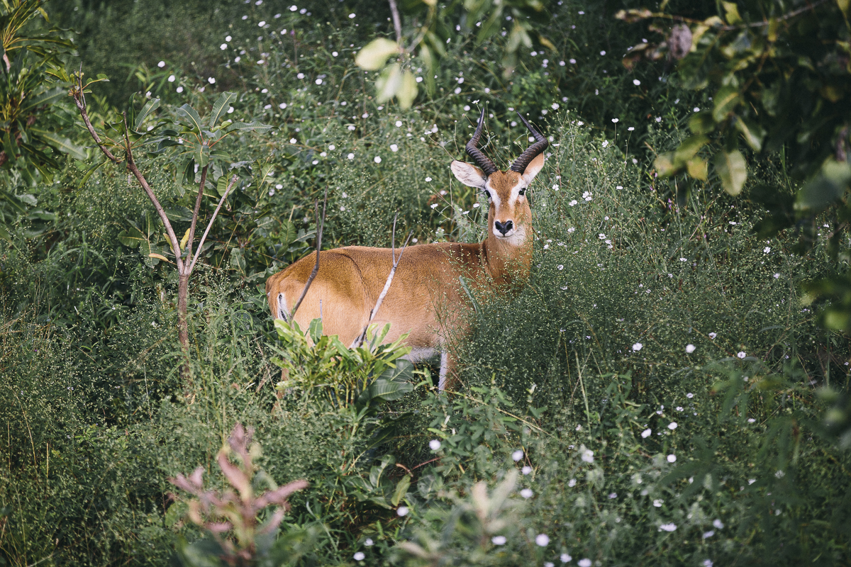 Antilope Mole Nationalpark 2015