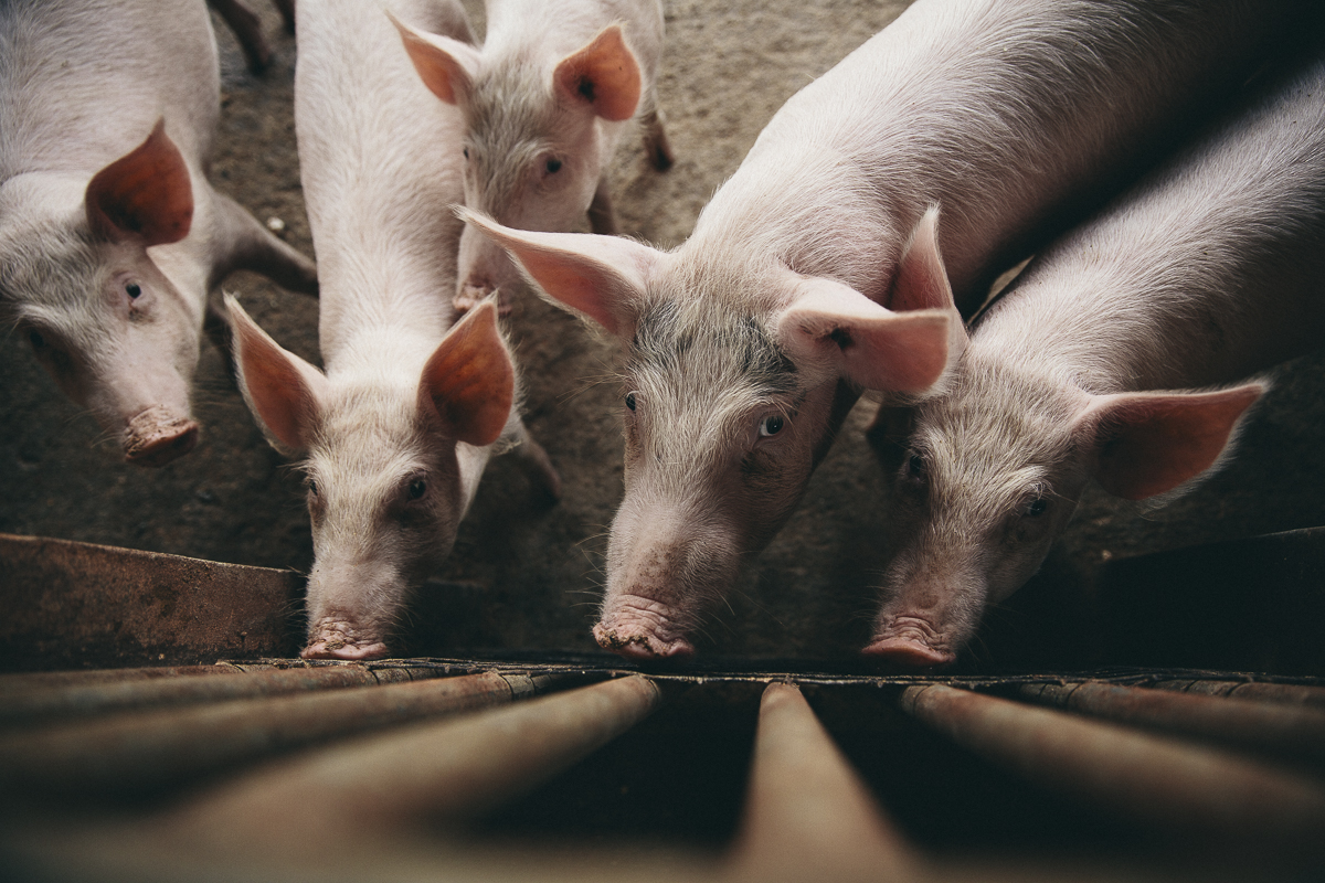 Ghana's Pigs Kumasi 2015