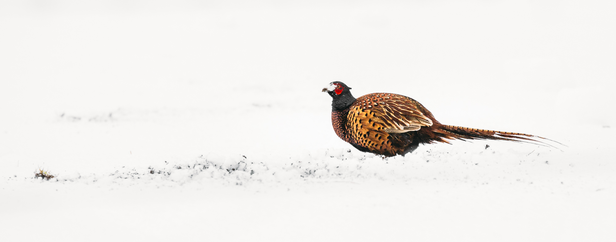 Wild Scottish Pheasant 2015