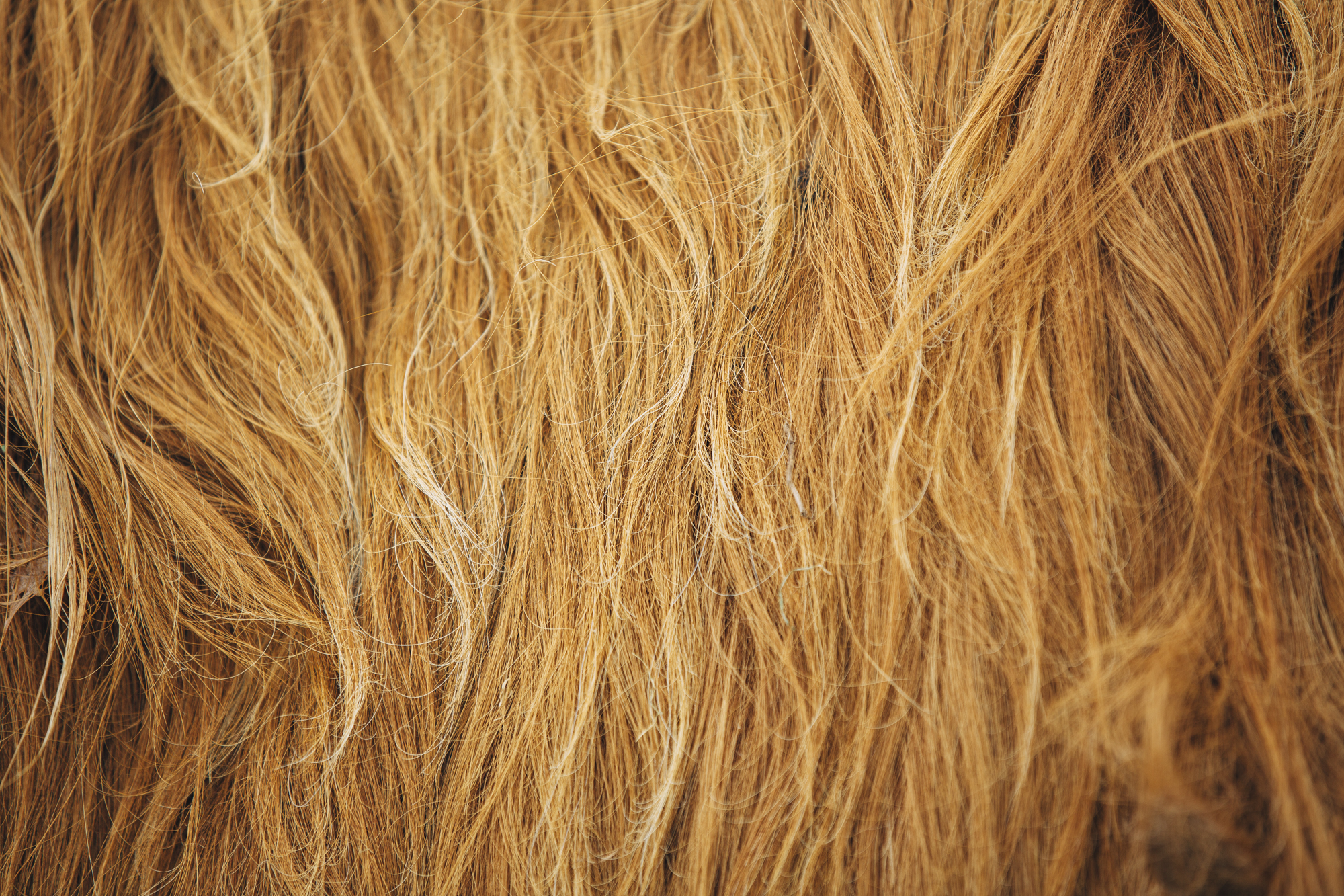 Scottish Highland Cattle 2015