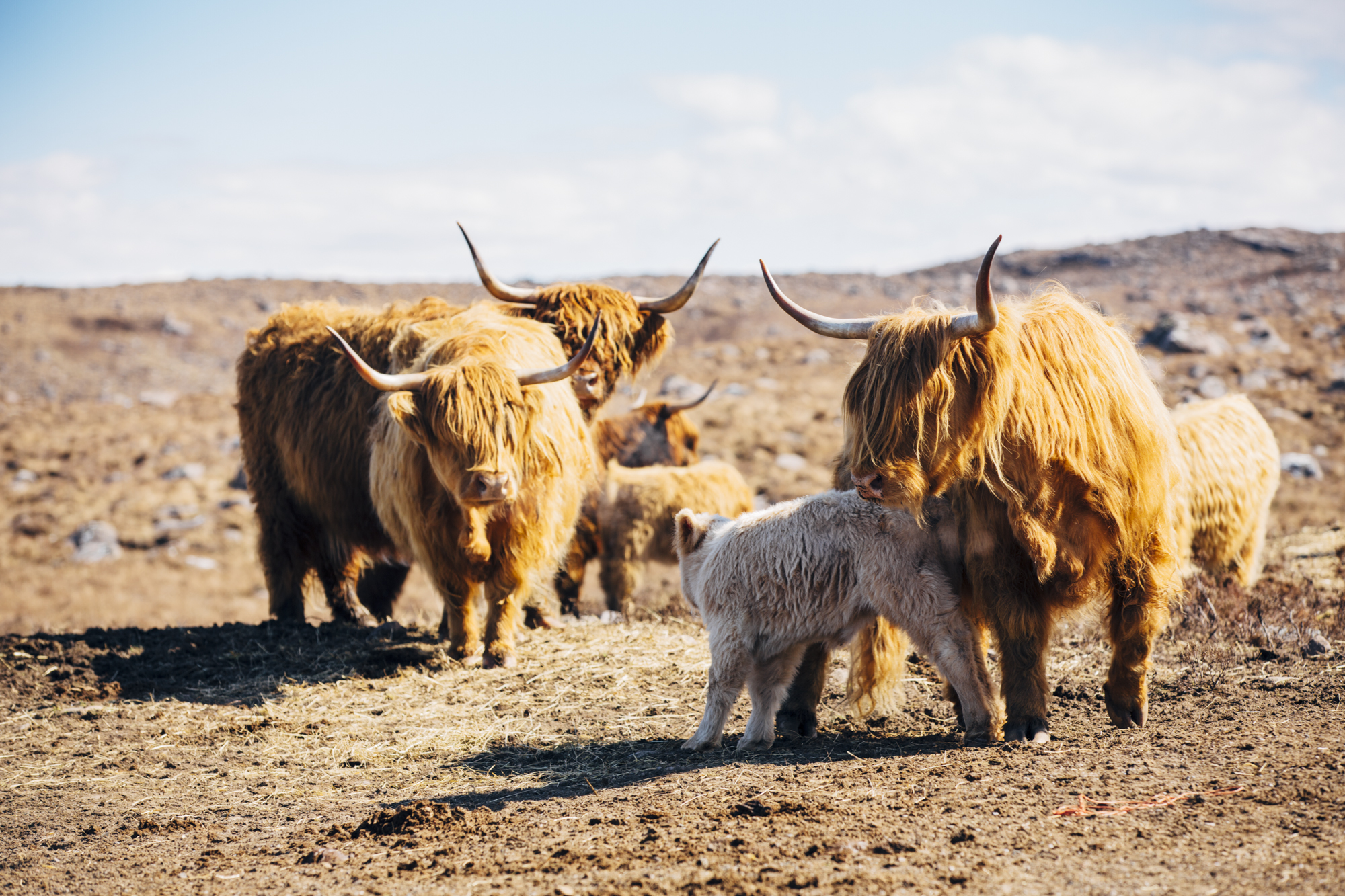 Mother Love Scotland 2015
