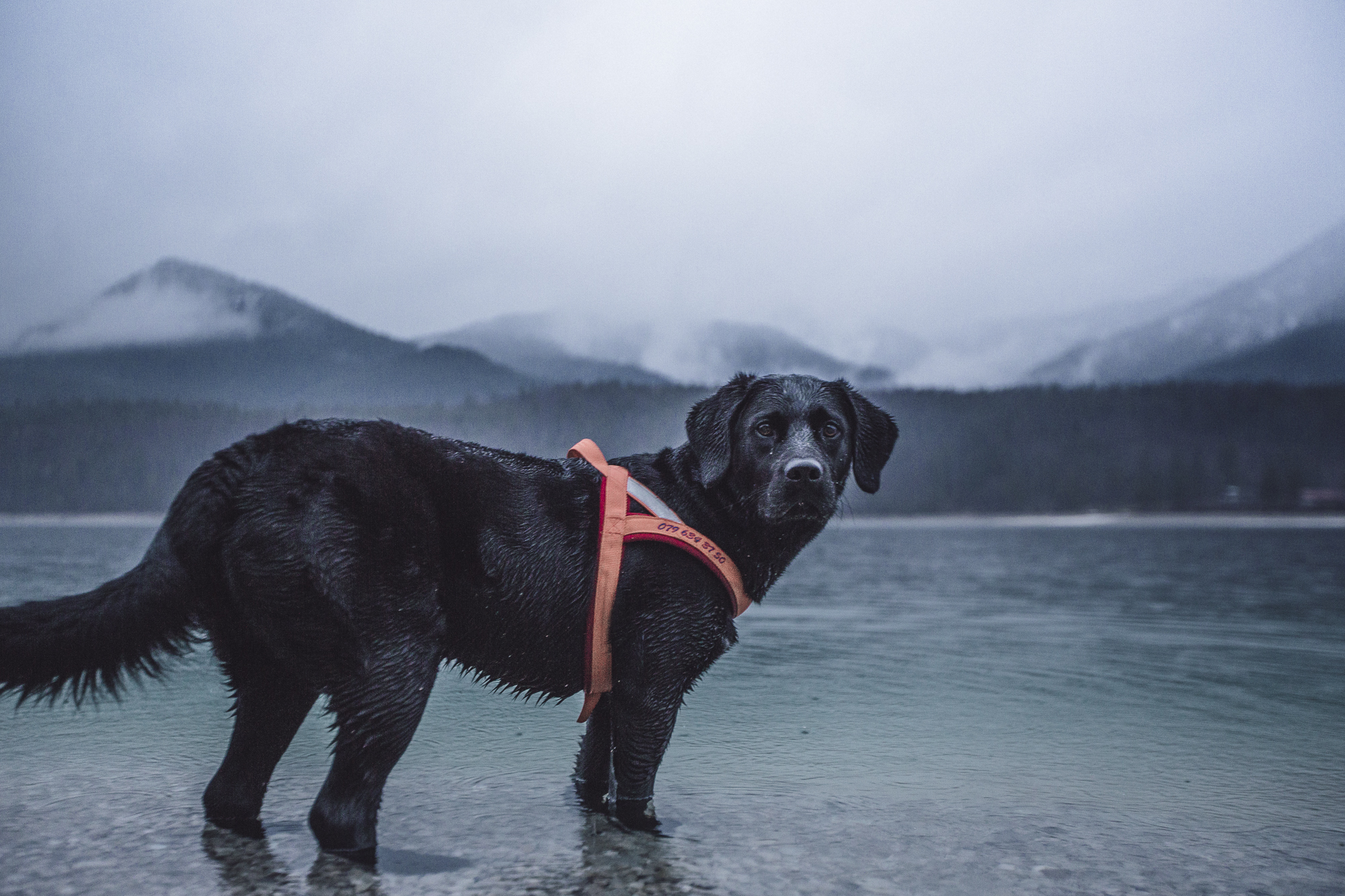 Labrador Lake - 2016