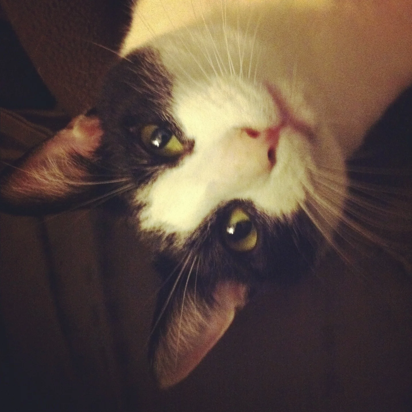 Vinzythekitty_Vinz_is_not_for_sale.jpg