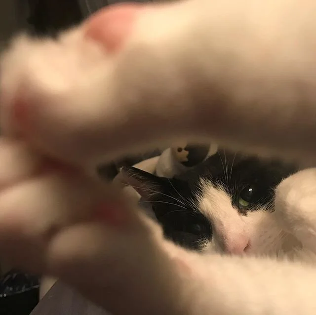Kitty cat yoga. #tuxedocat #catsofinstagram #kitstagram #cats_of_instagram #catposes #catsnamedvinzclortho #kittybeans #kittytoebeans