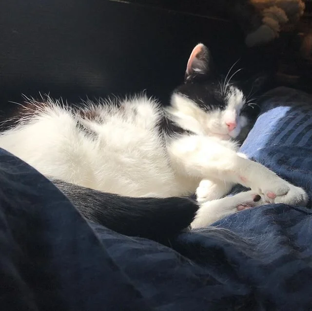Happy sleepy caturday everyone! #caturday #sleepycat #sleepyvinz